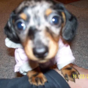 Roxy