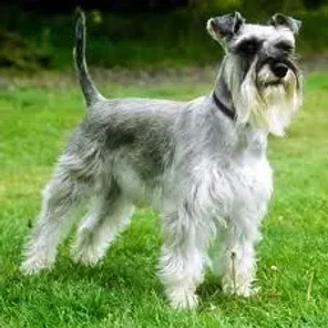 Schnauzer