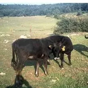 Anatolian Black