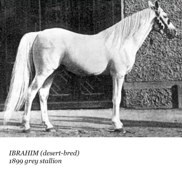 Ibrahim