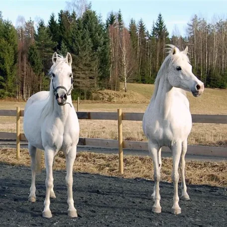 Georgia (left) and Sharjah.
