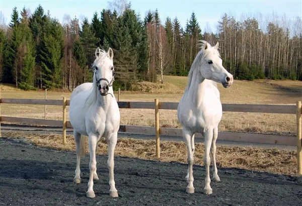 Georgia (left) and Sharjah.