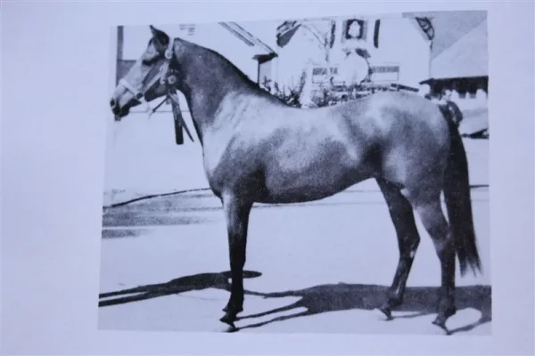 Rasaleh (Raseyn x Taleh) bay mare, foaled March 16, 1946
bred by United States Government