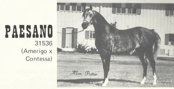Paesano