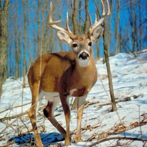 Animals in Winter We Domesticate