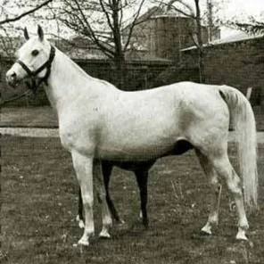 23 Ghalion