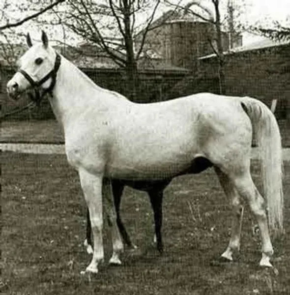 23 Ghalion