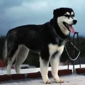 Goberian (Designer Dog)