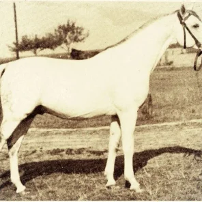 AMURATH SAHIB