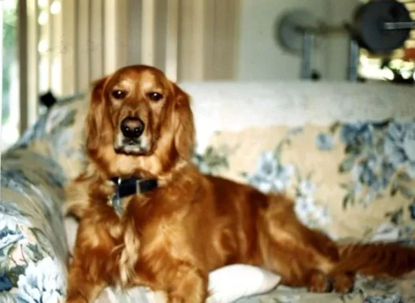 Toby Dog