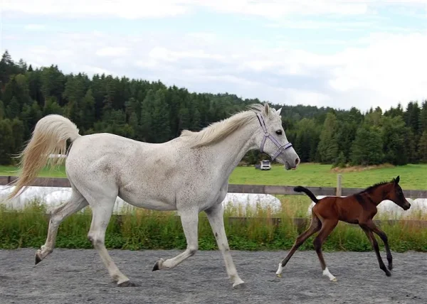Sharjah and her one day old son, Hadrian.
