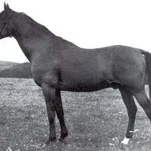 HALEF