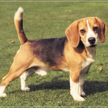 If you have always longed to have a canine pet and have not been able to do so because of lack of time, then think again. There are a few Low Maintenance Dog Breeds.