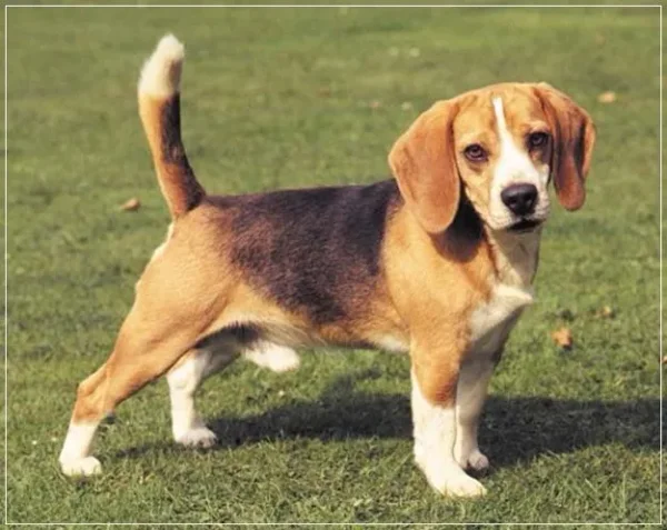 If you have always longed to have a canine pet and have not been able to do so because of lack of time, then think again. There are a few Low Maintenance Dog Breeds.