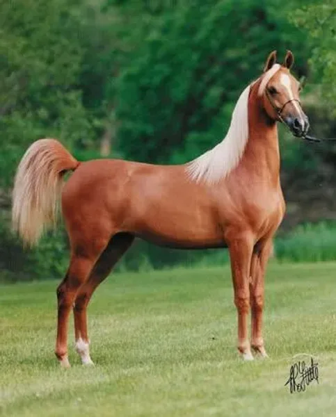 AMES MIRAGE