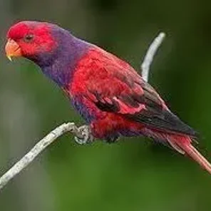 Violet-necked Lory