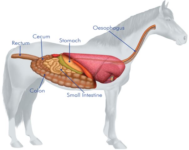 Intestinal Bacterial Infections in Horses