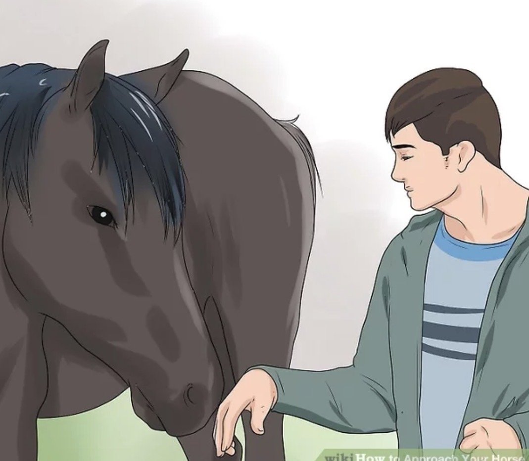 The RIGHT way to Approach your HORSE