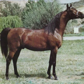 *ELIMAR