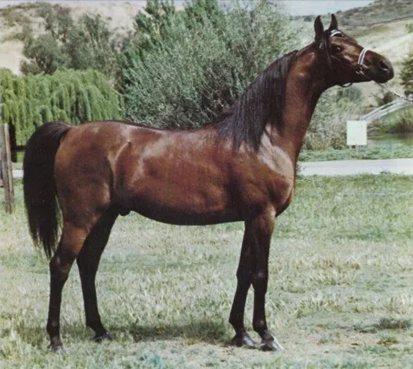 *ELIMAR