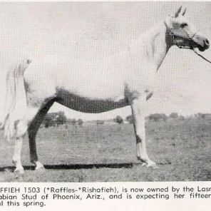 Raffieh