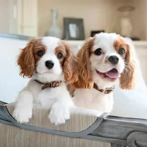 Cavalier King Charles Spaniel