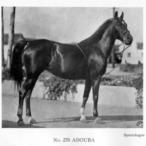Adouba