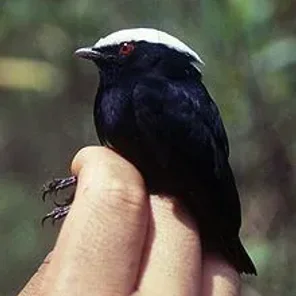White-crowned Manakin