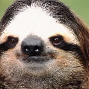Silly Sloth