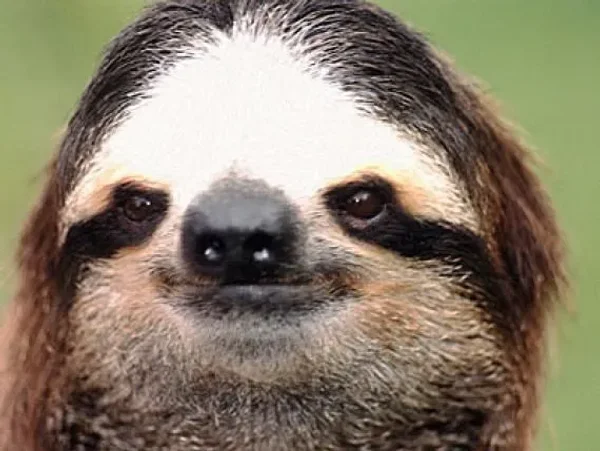 Silly Sloth
