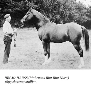 IBN Mahruss