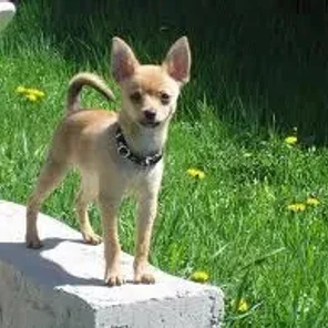 Pomerat (Designer Dog)