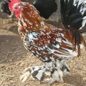 Booted Bantam