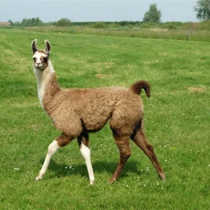 Why Llamas?