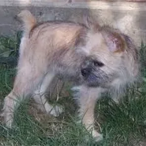 Sniffon (Designer Dog)