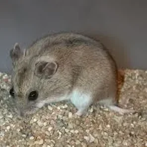 Chinese Striped (Dwarf or Rat Hamster)