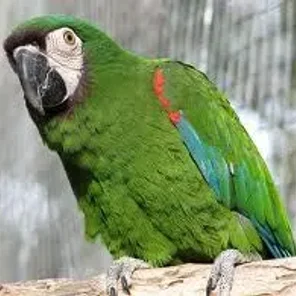 Chestnut-fronted (Severe)