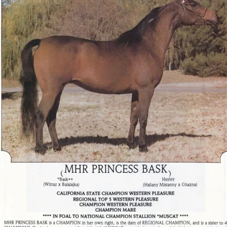 MHR Princess Bask