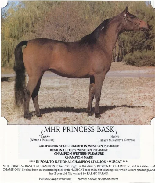 MHR Princess Bask