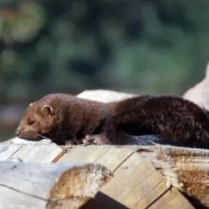 Mischievous Mink