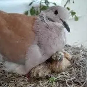 Ringneck Dove