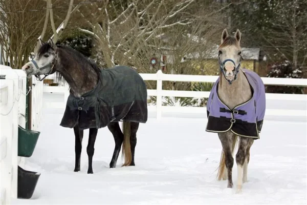 Markezza and Heart N Soul out and enjoying the snow…thanks to my very dear friends Ray and Marilyn…love ya’ll !!!