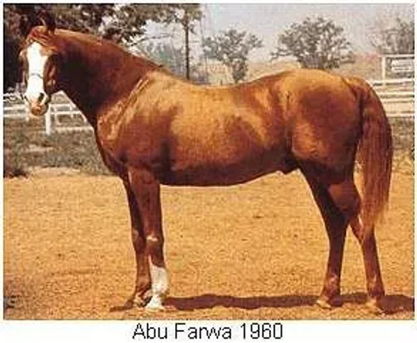ABU FARWA