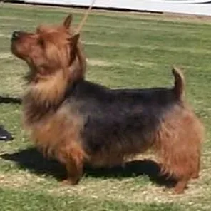 Australian Terrier