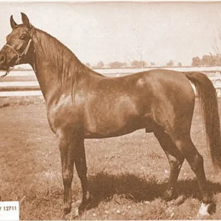 PRINCE HALLANY