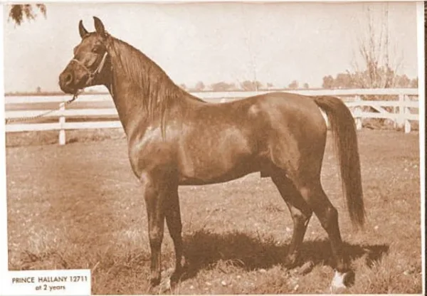 PRINCE HALLANY