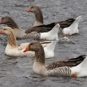 Pomeranian Goose