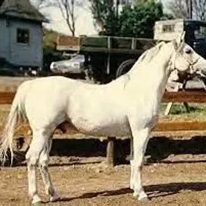 Jezra