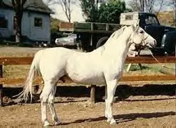 Jezra