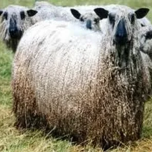Wensleydale